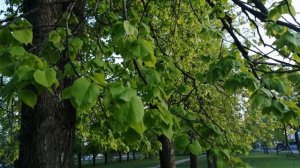 Весна май прогулка по липовой аллее