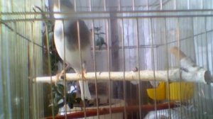 Кенар овсяночного напева