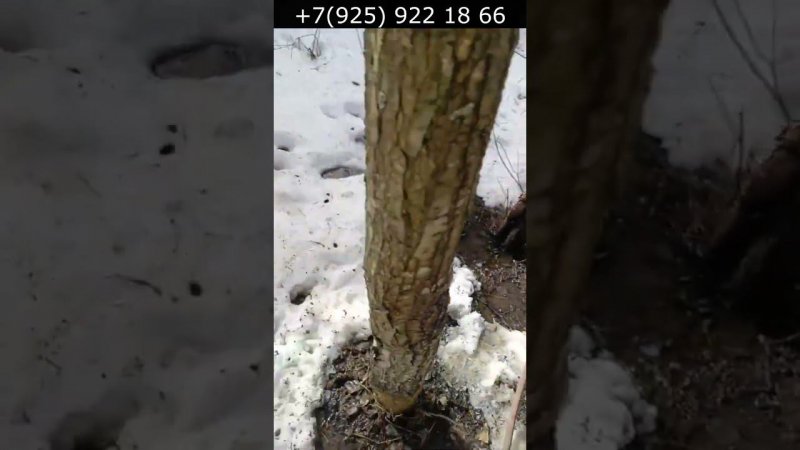 Подняли воду с колодца на синей глине!