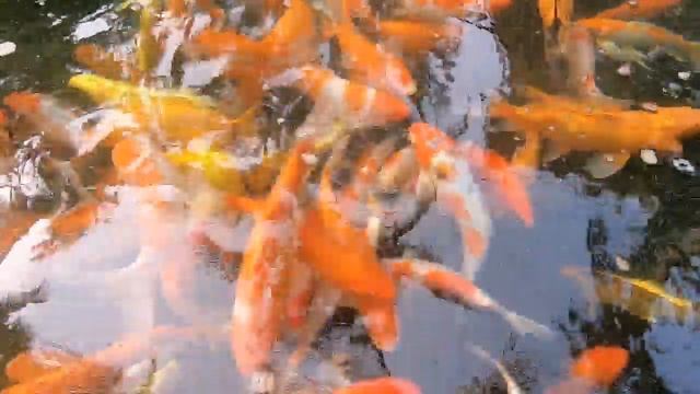 Остров Хайнань. г. Санья, бухта Ялонгбэй [China, Hainan, Sanya, Yalong Bay 2019]