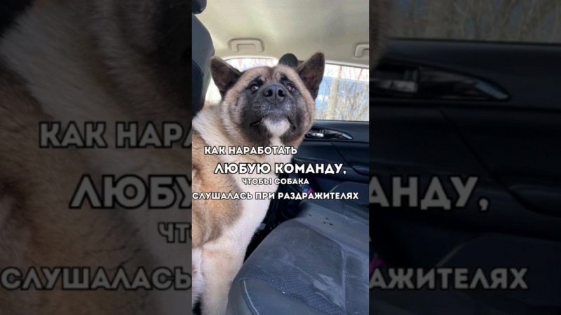 Как НАРАБОТАТЬ любую КОМАНДУ, чтобы собака слушалась при РАЗДРАЖИТЕЛЯХ #животные