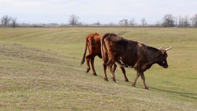 Лошади и коровы в дикой природе, Про домашних животных