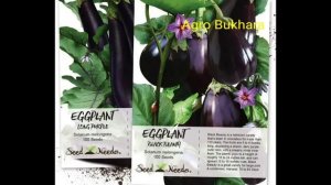 Black Pearl F1. Блэк бьюти баклажан. Средний. Baqlajon.