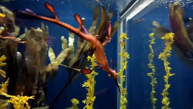 Морской конек! Sea Horse смотреть онлайн