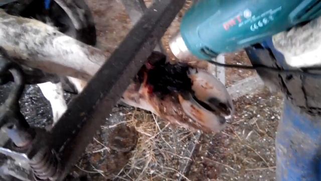 Лечение копыт крупного рогатого скота