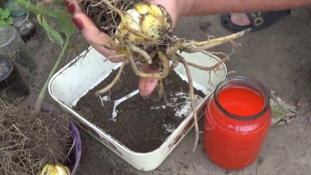 ЛИЛИИ ОСЕНЬЮ ЧАСТЬ 2 Как делить лилии и как сажать лилии смотреть онлайн