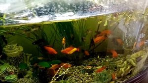 Посадил производителей берлинского меченосца в 65-ти литровый аквариум