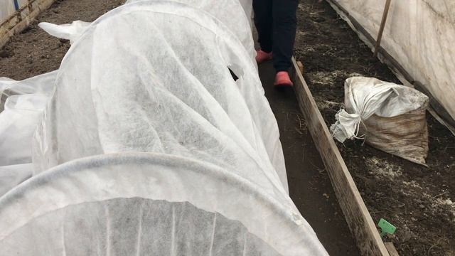 Мои всходы в теплице в апреле
