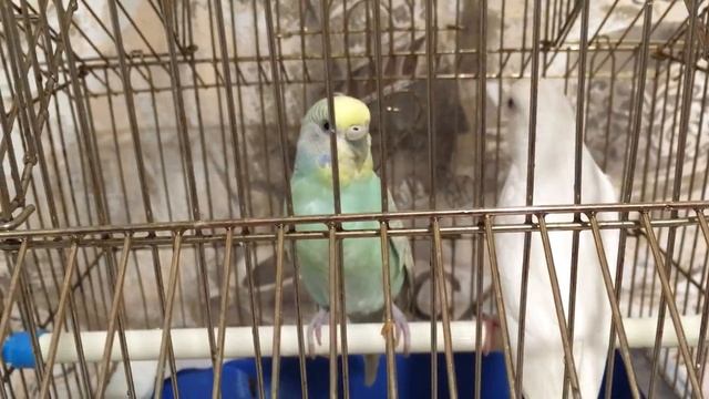 Как понять что попугаи хотят размножаться, беременность, выведение птенцов..mp4 смотреть онлайн