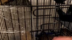 ПРАВИЛЬНЫЙ ПОДХОД К ДЕГУ/ДРЕССИРОВКА?