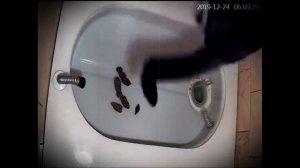 Автоматический кошачий туалет. Ксюша