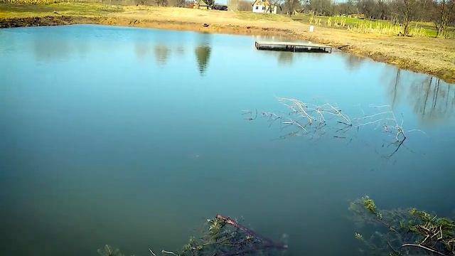 Нерестилище из веток елки. Краснуха у карася смотреть онлайн