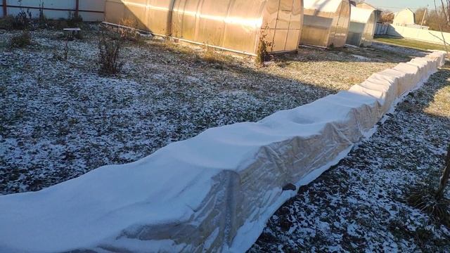 Розы в Подмосковье. Укрытие роз на зиму. Надеюсь, справилась ?? смотреть онлайн