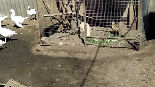 Как  надо разводить животных и птицу в каждом дворе что бы поднять сельское хозяйство