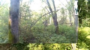 КАМЕРА ЗАСНЯЛА ЛЕШЕГО.CAMERA MISTRESSED THE SPIRIT OF THE FOREST