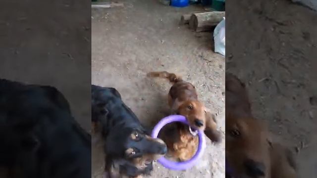 Мои любимые таксы-побегайцы:) смотреть онлайн