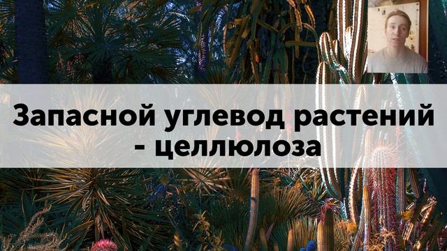 Биология царство "Растения" - 5 класс