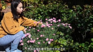 早春花园的新变化 | 华丽的重瓣洋水仙、崭露新芽的月季裸根苗、剪了小短发的玛格丽特 | zone 9B | Ep11.