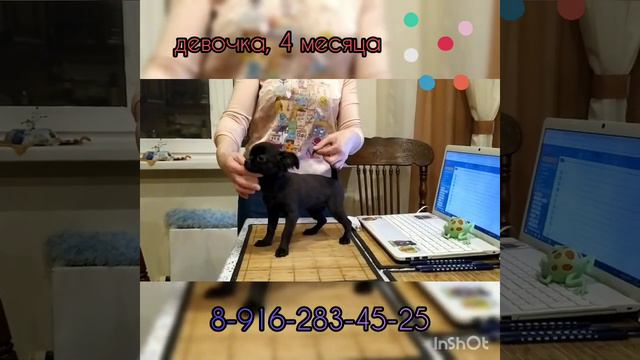 дш чихуахуа девочка черная смотреть онлайн