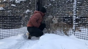 Полярные волки, Новосибирский зоопарк, Полярный волк, арктический волк, тундровый волк, Arctic Wolf