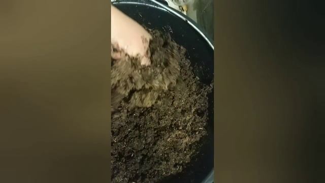 Бюджетный рассадник во дворе для кассетной рассады клубники