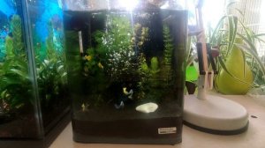 Прошёл месяц с момента запуска аквариума. Делаю первую подмену воды.