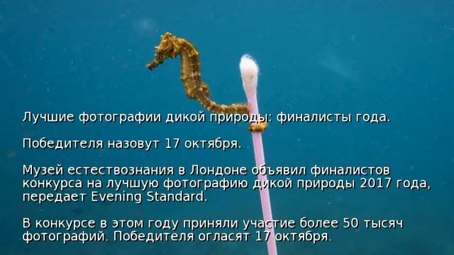 Лучшие фотографии дикой природы: финалисты года смотреть онлайн