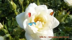 Роза миниатюрная Вайт Кове ? миниатюрная роза Вайт Кове обзор: как сажать, саженцы розы Вайт Кове