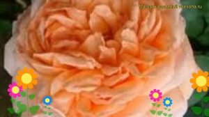 Роза чайно-гибридная Джейд. Краткий обзор, описание характеристик, где купить саженцы Jade