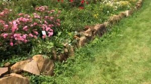 Прогулка по питомнику роз в Германии.