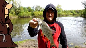 Пошли Голавлики! Рыбалка на Голавля в Мае на донку с берега / fishing