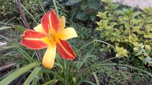 #лилейник /Лилейник двухцветный гибридный Франс Хальс (лат. hemerocallis hybrida Frans Hals )