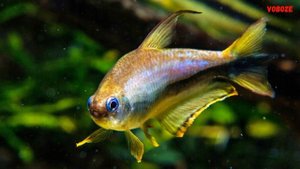 Королевская Тетра содержание в аквариуме разведение и совместимость