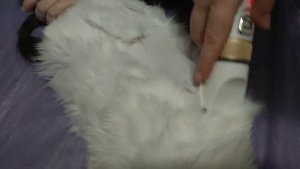 Стрижка кошки машинкой для стрижки животных polcraft toro+