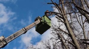Кронирование деревьев с автовышки. Dendroplan.ru: 8(925)522-01-44