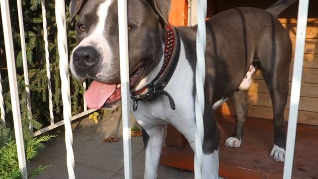 Красавчик Берр. Стаффордширский терьер. Handsome Burr. Staffordshire terrier. смотреть онлайн