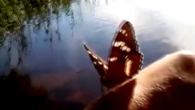 Пётр Макарцев ТЫ НЕ ЖГИ МОСТЫ стихи Юлии Зельвинской смотреть онлайн