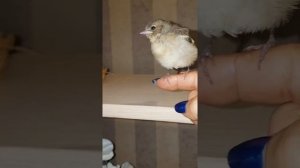 Птенец Зяблика. Выкормыши 2018