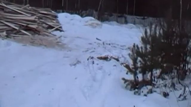 Начало создания предприятия переработки леса