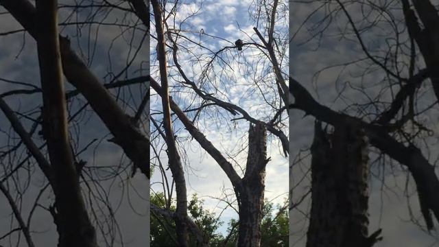 Воронёнок выпал из гнезда (?) и родители (?) беспокоятся. смотреть онлайн