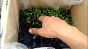 Гидрокотила. Пересадка в теплицу для аквариумных растений.