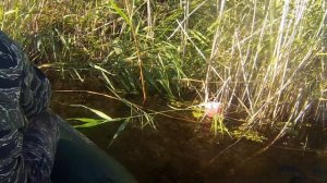 Рыбалка на р. Топар. Змееголов. (Часть 2).