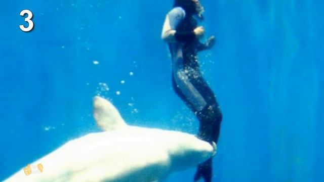 ТОП 5 ЖИВОТНЫХ КОТОРЫЕ СПАСЛИ ЖИЗНЬ ЛЮДЕЙ смотреть онлайн