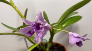 Цветение Cattleya bowringiana coerulea