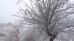 Старинный сорт винограда "Чауш" одичавши - не болеет.