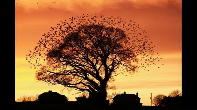 Перелётные птицы (9 ур.) смотреть онлайн