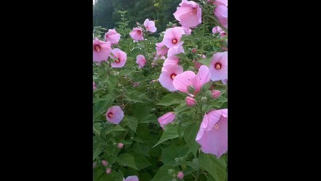 Hibiscus moscheutos, Mocsári hibiszkusz , flowers, virág смотреть онлайн