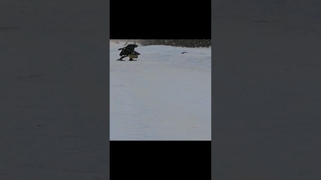 Два весёлых гуся ходили за водой со своей бабусей по снегу 02.02. 2024