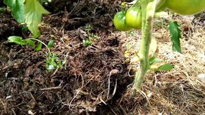 Важнейшие подкормки для томатов в момент налива плодов. Уход за томатами в теплице.