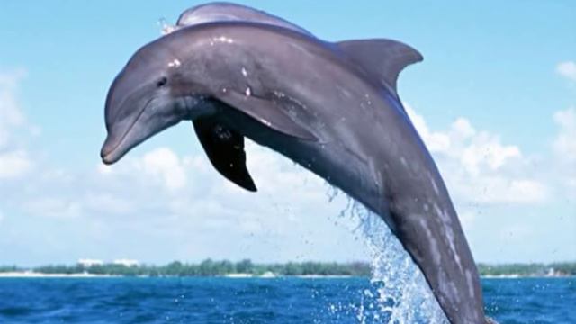 Dolphin sounds смотреть онлайн